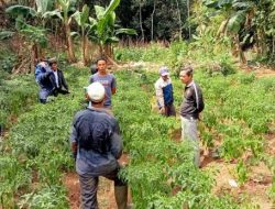 Balai Penyuluhan Pertanian Kecamatan Cijaku Kunjungi Para Petani Cabai