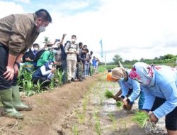 Untuk Kembangkan Food Estate dan KSPP, Kementan Usulkan Anggaran Rp 2,56 Triliun