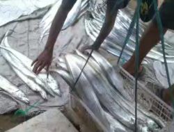 Pendapatan Nelayan Pantai Selatan Binuangeun Cukup Melimpah Dengan Tangkapan Ikan Layur
