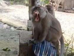 Dua Orang Sudah Jadi Korban Monyet Ekor Panjang
