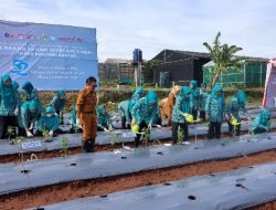 PKK Provinsi Banten Tanam 16.600 Bibit Cabai