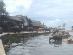 Wisata Pantai Bagedur Terlihat Kumuh Banyak Sampah Berserakan Dikeluhkan Pengunjung