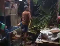 Rumah Tertimpa Pohon Kelapa Akibat Hujan Deras dan Angin Kencang