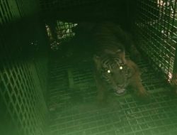 Harimau Sumatera Pemangsa Manusia dan Ternak di Lampung Barat Berhasil Ditangkap