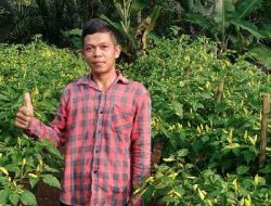 Petani Cabai Asal Desa Cipalabuh Menginspirasi Muda Mudi Asal Kampung Halamannya