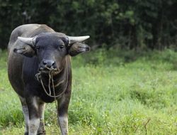 Dua Kerbau Hilang di Kecamatan Cijaku Digondol Maling