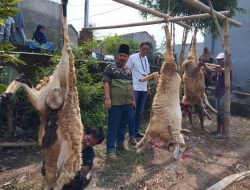 Diinisiasi Oleh JBS dan Yayasan Pers Anak Bangsa, Pokja Konstituen Dewan Pers Banten Potong Hewan Kurban
