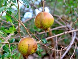 Manfaat Buah Delima Untuk Kesehatan