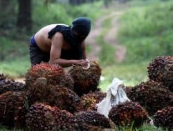 Harga CPO Tersengat Fenomena La Nina