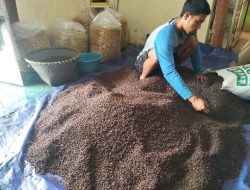 Cengkeh Kering Tembus Capai Rp 120 Ribu Perkilogram
