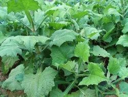 Manfaat Daun Insulin atau Smallanthus Sonchifolius