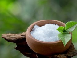 Kapur Barus, Pohon Kamper, dan Kejayaan Nusantara