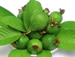 Daun Jambu Biji Memiliki Beragam Manfaat Bagi Kesehatan Tubuh