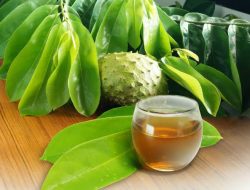 Beberapa Manfaat Daun Sirsak Untuk Kesehatan