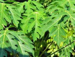 Manfaat Daun Pepaya Untuk Kesehatan