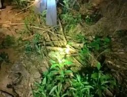 Penyebab Meninggalnya Warga Pekon Suka Marga dengan Kondisi Mengenaskan Masih Misteri