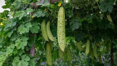 Manfaat Pare Bagi Kesehatan Tubuh