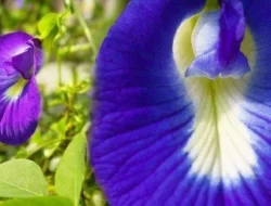 Khasiat Bunga Telang untuk Kesehatan, Begini Cara Konsumsinya