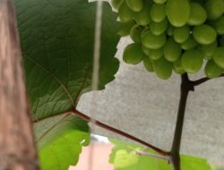 SMAN Kalanganyar Lebak Kembangkan Tanaman Anggur Hijau