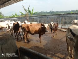 Pemkab Lebak Jamin Sapi dan Kerbau Bebas Penyakit Kulit