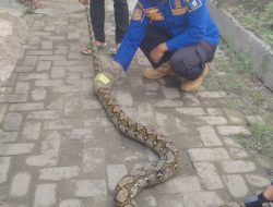 Pemkab Lebak Imbau Warga Jaga Kebersihan Cegah Hewan Liar Masuk Rumah