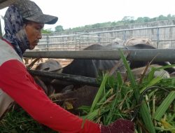 Pemkab Lebak Kembangkan Bibit Kerbau Unggul