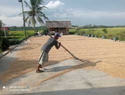 Pemerhati : Prabowo Mampu Wujudkan Swasembada Pangan