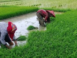 Distan Banten Targetkan Angka Tanam November Seluas 29.573 Hektare