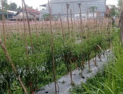 Harga Cabai Merah di Tingkat Petani di Lebak Naik