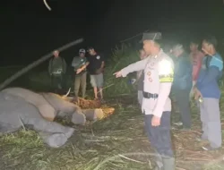 Anak Gajah Sumatera Ditemukan Mati di Camp ERU