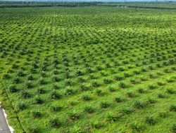 Peremajaan Sawit Rakyat Tetap Berlanjut, Pemerintah Persiapkan Aturan Baru