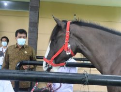 Barantin Pastikan Sebelas Kuda Asal Belanda Memenuhi Persyaratan