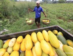 Panen Timun Suri Melimpah Saat Ramadhan, Petani dan Pembeli Antusias