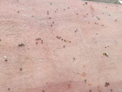 Sampai Dengan Hari ke 4 Idul Fitri, Lalat Masih Menyerbu Rumah-Rumah Warga