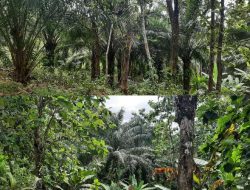 Aktivis WALHI, Kawasan Hutan Yang Ditanami Pohon Sawit Tidak Sesuai Dengan Domain PT. Perhutani