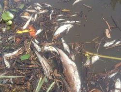 Ratusan Bahkan Ribuan Ikan Bisa Mati Akibat Menggunakan Bahan Kimia, APH Diminta Tangkap Para Pelaku