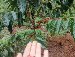 Dulu Tak Terpakai, Kini Jadi Ladang Cuan! Petani Lebak Kembangkan Kopi Robusta Ateng