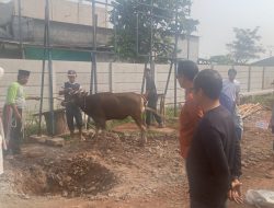 Peringati Iduladha 1446 H, PT PP Tirta Tanah Merah Salurkan Hewan Kurban untuk Warga Sekitar Kedungwaringin