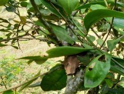 Benalu Dari “Hama” Jadi Bintang Herbal Potensial di Indonesia