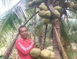 Bisnis Kelapa Kopyor Menjanjikan, Petani di Cikulur Raup Cuan Jutaan Rupiah