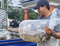 Empangnya Dikasih Benih Ikan, Kelompok Budidaya Ikan: Hatur Nuhun Kang Ugi