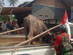 3 Ekor Kerbau Warga Rangkasbitung Lebak Digondol Maling, 1 Ekor Berhasil Ditemukan