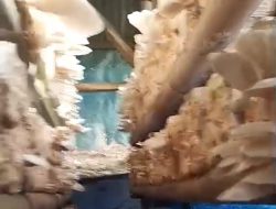 Anak Muda Usaha Budidaya Jamur Tiram Menjadi Inspirasi