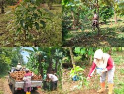 KTH Maju Berkah Cipalabuh Sukses Manfaatkan Perhutanan Sosial: Agroforestri Tingkatkan Ekonomi dan Konservasi