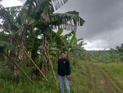 KTH Maju Berkah Bidik Pasar Modern dengan Budidaya Pisang Cavendish: Pemanfaatan Peluang Bisnis Berkelanjutan