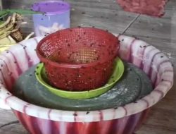 Viral..! Video Warga Desa Pegalaran Kecamatan Malingping Di Serbu Lalat, Diduga Akibat Adanya Kandang Ayam