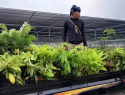 Baduy Lestari Mulai Bergerak, 70.000 Bibit Siap Didistribusikan ke Tanah Ulayat Baduy